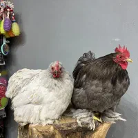 مرغ خروس برهما