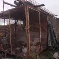 سه قفس  حدودا ۹ متری پرندگان و نگهداری حیوانات