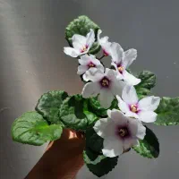 بنفشه آفریقایی و روسی