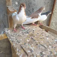 دمسفید جف سرخ