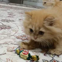 فروش بچه گربه بریتیش ماده ۳ ماهه