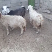 ۲راس میش سندارکیلوی۳۳۰