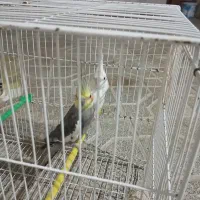 باش|پرنده|مشهد, نظام دوست|دیوار