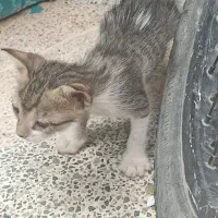 ‌واگذاری بچه گربه