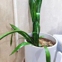 گل سانسوریا.   با گل پتوس