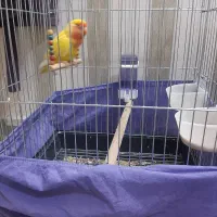 پرنده با قفس