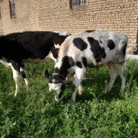 گوساله نر ماده