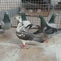 کفتر پلاکی مسافتی وطوق سبز وکله