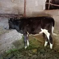 گوساله ماده..
