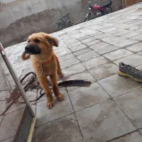 سگ ژرمن
