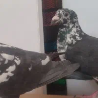 جفت نروماده