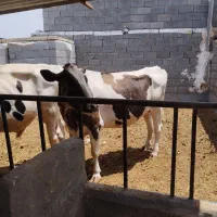 3راس  آبستن صنعتی