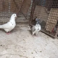 سه عدد کفتر به شرطه پرش