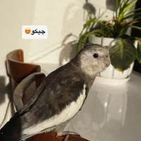 گمشده عروس هلندی