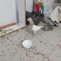 کفتر سینه  کله الماسی .کبوتر