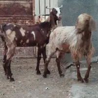 دوعددبزپاکستانی چهل خال شکم اول شیرابادوتابزغاله