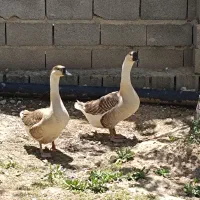قو غاز اوکراینی