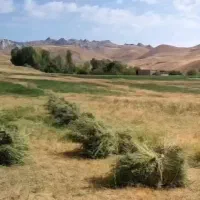 یونجه