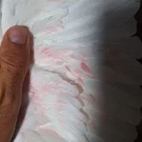 کبوتر زوردار