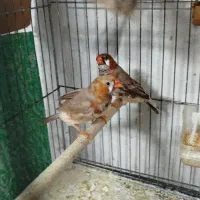 فنچ کینگ اورنج