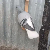 ساده سبز ماده