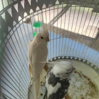 عروس هلندی با جوجه