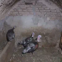 بوقلمون