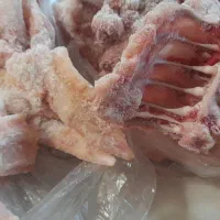 غذای سگ وگربه