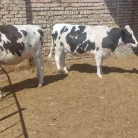 دو راس تلیسه صنعتی سنگین،نزدیک زایمان