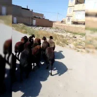 14راس کاوور تقولی درجه یک داشتی قوچ  میش بره