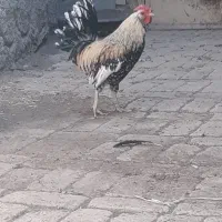خروس و مرغ گلین