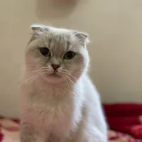 اسکاتیش ماده دبل فولد