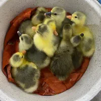 جوجه غاز دورگه