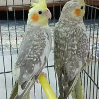عروس هلندی نروماده مرواریدی