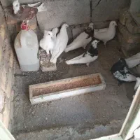 فروش بله کفتر