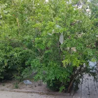 ویلای-اواسط-فرحبخش-شرقی