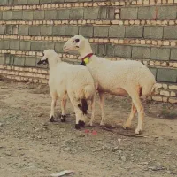 میش زاییده