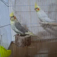 جفت عروس هلندی