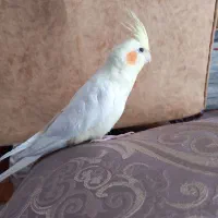 عروس هلندی