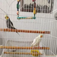 پرنده