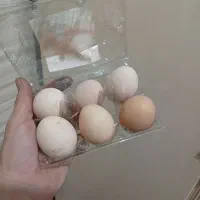 تخم مرغ محلی نطفه دار