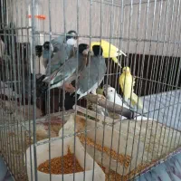 فنچ مرغ عشق