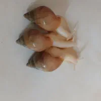 حلزون البینو