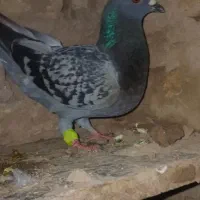 کفتر