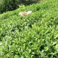 چایی دستی از باغات چایی خودم کاملا طبیعی