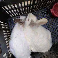 دوتاخرگوش جفت بچه هم میارن