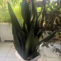 گل طبیعی سانسورییا