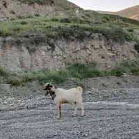 نر بز پاکستانی