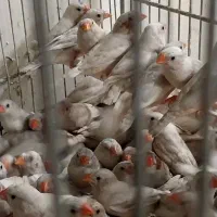 فنچ زبرا فلوریدا (تعداد )