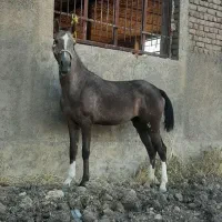 کره مادیون یک ساله